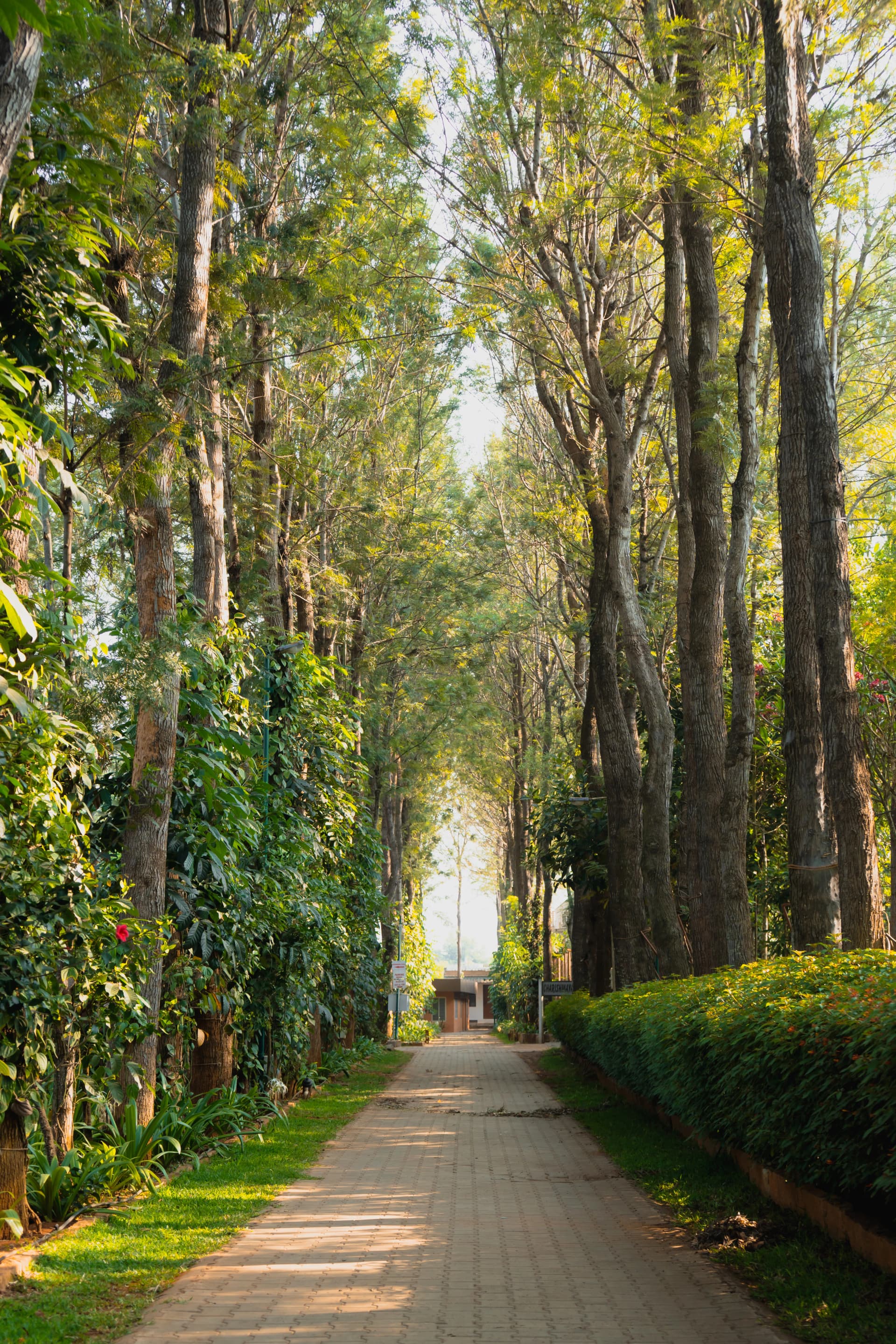 Sunlit avenue of trees at the resort