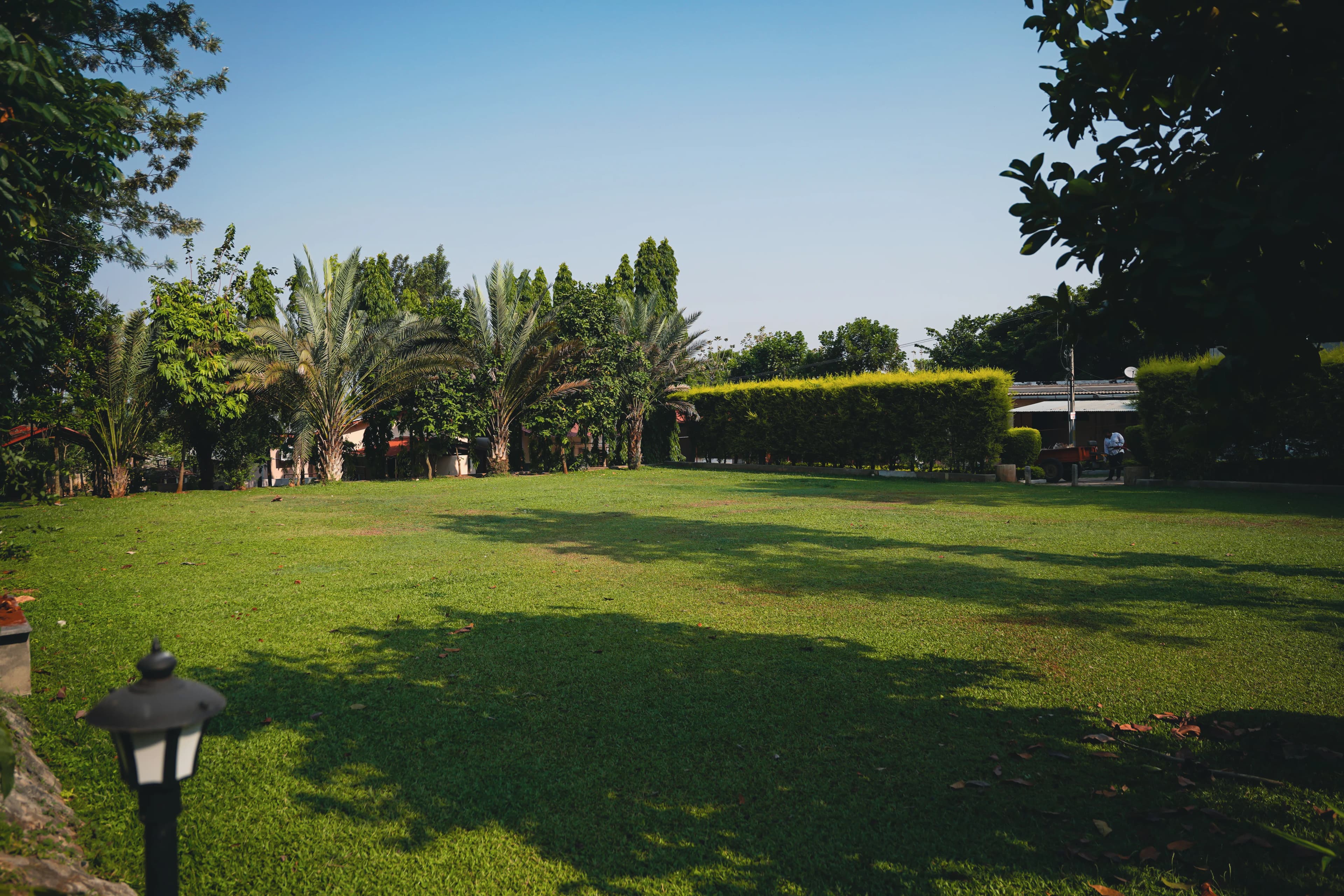 Open lawn lined with palm trees at sunrise